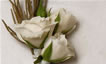 Boutonniere