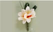 Buttonhole