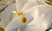 Place mat or napkin ring