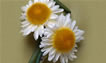 Boutonniere